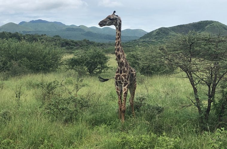 Za horyzont| Kenia i Tanzania na spontanie